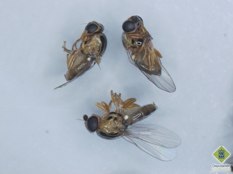 Chlorops pumilionis >> Diferentes vistas del insecto.jpg